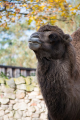 Eating camel in the zoo