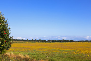 Typische Landschaft auf dem Darß