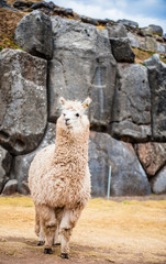 alpaca
