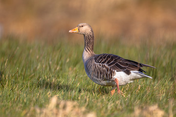 Greylag goose (Anser anser) walking through grass