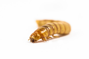 Mealworm close up