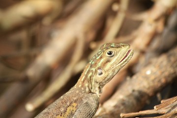Brown spotted lizard - Fairchild Gardens