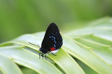 Atala Butterfly - Eumaeus atala