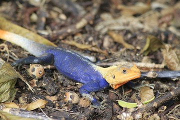 Red-headed agama Lizard - Fairchild Gardens
