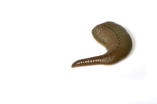 Leech isolated on white