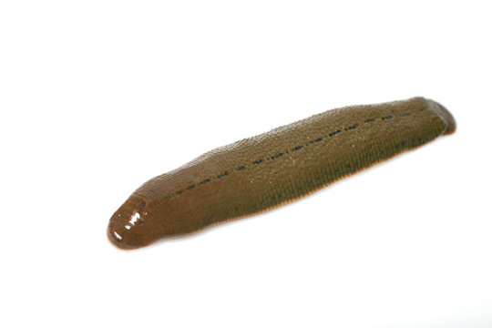 Leech isolated on white