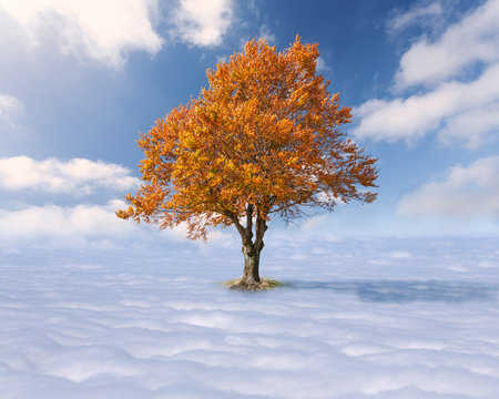 Single tree with red leaves above the clouds