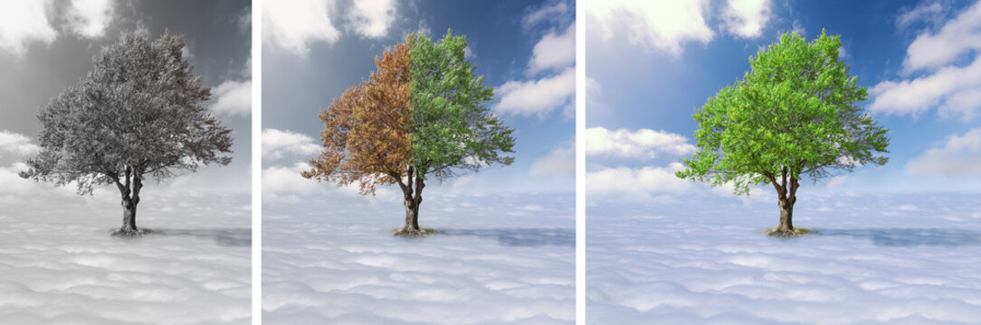 Collage - Lone tree above the clouds