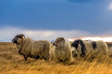 Tableaux ronds sur plexiglas Anti-reflet Moutons Herd of sheep in a field