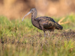 Walking Glossy ibis (Plegadis falcinellus)