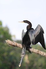 anhinga Bird - Fairchild Gardens