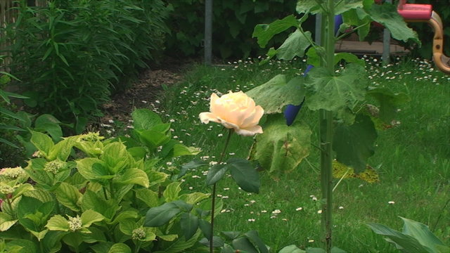 beautiful yellow rose is growing on the plot