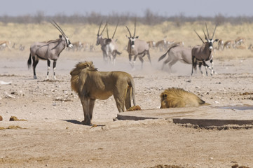 Löwe am Sonderkop-Wasserloch, Etoscha, Namibia, Afrika