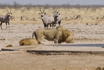 Löwe am Sonderkop-Wasserloch, Etoscha, Namibia, Afrika