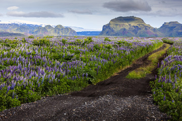 Fototapeta na wymiar Road among the flowers in the valley of Icelandic mountains