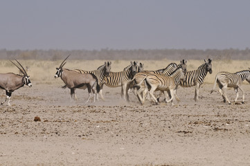 Fototapeta na wymiar Wildlife am Sonderkop-Wasserloch, Etoscha, Namibia, Afrika