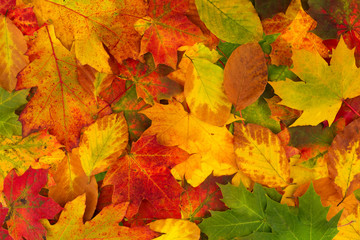 Naklejka na ściany i meble Colorful background made of fallen autumn leaves