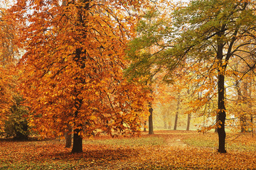 Autumn park