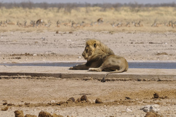 Löwe am Sonderkop-Wasserloch, Etoscha, Namibia, Afrika