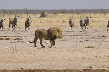 Löwe am Sonderkop-Wasserloch, Etoscha, Namibia, Afrika