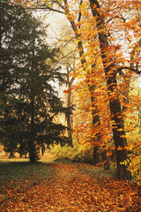 Obraz premium Autumn park