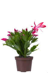 indoor flowering plant