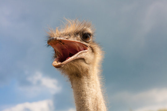 Ostrich head closeup with open mouth outdoors