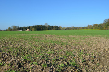Fototapeta na wymiar potatoes on field after harvest