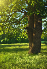 Obraz premium In shadow of oak tree