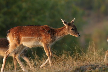 Naklejka na ściany i meble deer calf walking on a glade