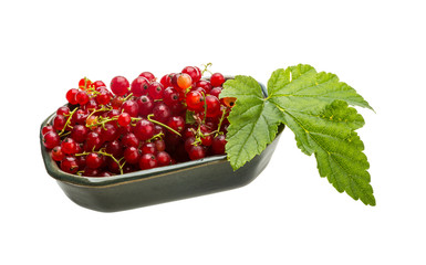 Red currant