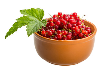 Red currant