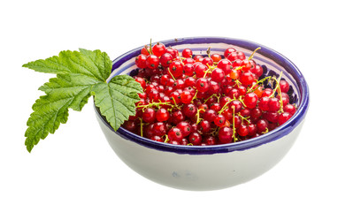 Red currant