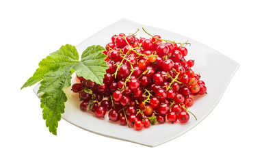 Red currant