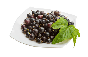 Black currant