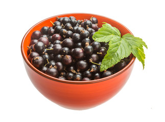 Black currant