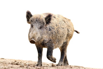 isolated wild boar