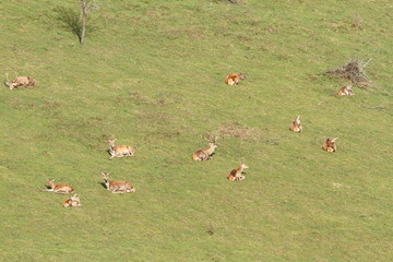 red deer herd relaxing