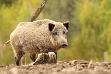 wild hog near stump