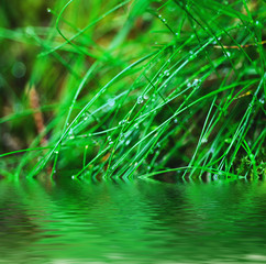 Droplets of dew on the grass