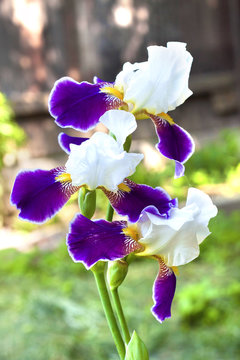 Violet and white iris flower closeup