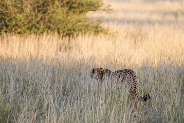 Cheetah, Namibia