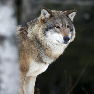 Wolf in the cold winter