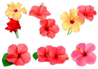 Collection of colored hibiscus - obrazy, fototapety, plakaty