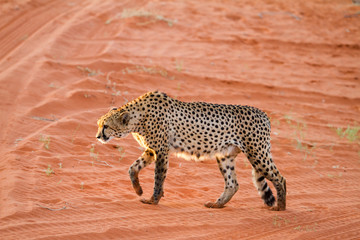 Cheetah, Namibia