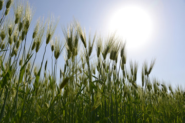 유채꽃과 봄 풍경이미지