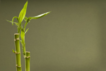 Bamboo With Dark Green Background