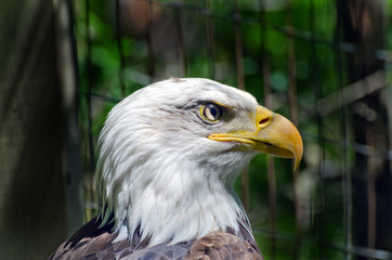 bald eagle