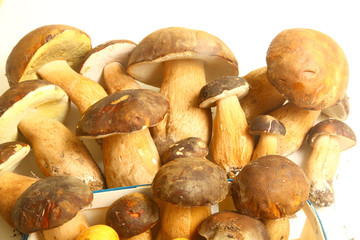 ceps