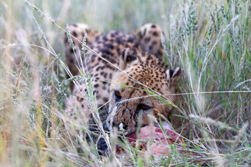 Cheetah, Namibia